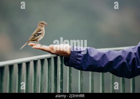 Chaffinch on woman's hand, Madeira Chaffinch, Fringilla coelebs, Miradouro dos Balcões, Ribeiro Frio, SÃ£o Roque do Faial, Madeira, Portugal, Europe Stock Photo