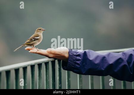 Chaffinch on woman's hand, Madeira Chaffinch, Fringilla coelebs, Miradouro dos Balcões, Ribeiro Frio, SÃ£o Roque do Faial, Madeira, Portugal, Europe Stock Photo