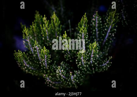 Tree heath, Erica arborea, Pico Ruivo, Madeira, Portugal, Europe Stock Photo