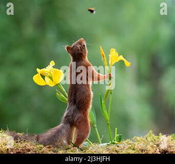 red squirrel holding a iris flower looking at a humblebee Stock Photo