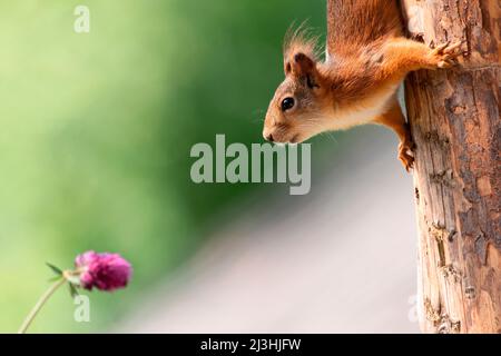 red squirrel hanging from tree looking at clover flower Stock Photo
