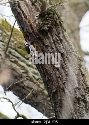 Middle Spotted Woodpecker, Leiopicus medius Stock Photo