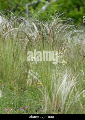European feather grass, Stipa pennata, Stock Photo