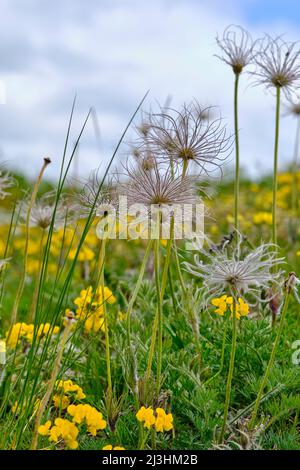 withered inflorescences of the pasque flower, Pulsatilla vulgaris Stock Photo