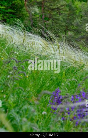 European feather grass, Stipa pennata, Stock Photo
