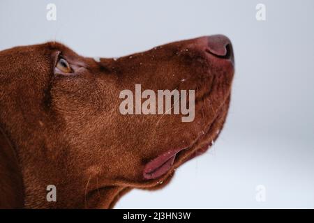 portrait of dog looking upwards Stock Photo