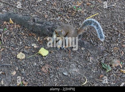 5 Av/E 75 Street, New York City, NY, USA, eastern gray squirrel in Central Park, New York City Eastern gray squirrel (Sciurus carolinensis), also known as simply grey squirrel in Central Park Stock Photo
