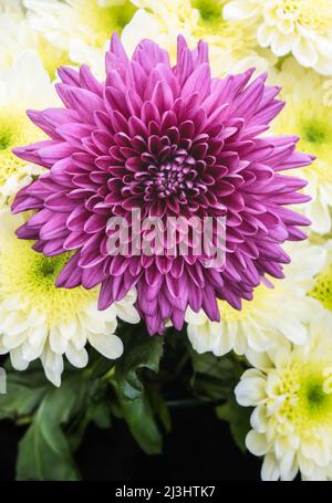 Award winning Dahlias on show at the RHS Wisley flower show Stock Photo