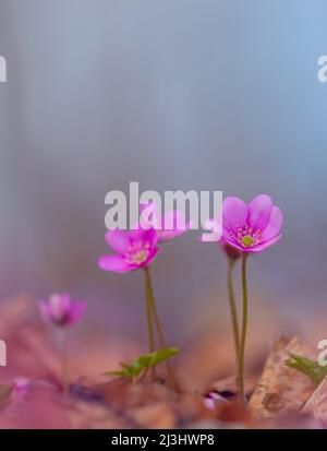 Liverwort Hepatica nobilis flowers on a forest floor on sunny afternoon. Spring purple flowers Hepatica nobilis in the forest. Pink flowers of Stock Photo