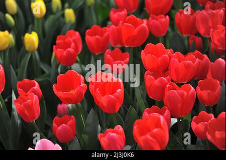 Red Darwin Hybrid tulips (Tulipa) Cherry Delight bloom in a garden in March Stock Photo