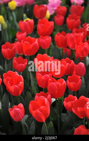 Red Darwin Hybrid tulips (Tulipa) Cherry Delight bloom in a garden in March Stock Photo