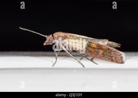 Indian meal moth, food moth, Plodia interpunctella Stock Photo