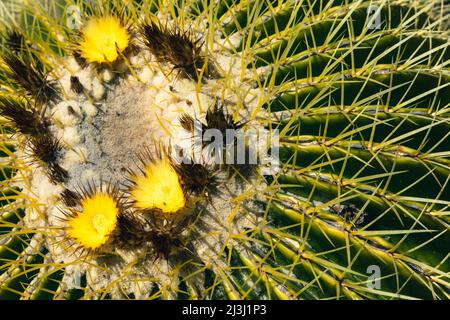 Cactus Texture Natural Background Desert Plant in Mexico Stock Photo