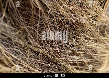 Fibres of the hardy fan palm, Trachycarpus fortunei Stock Photo