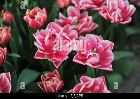 Red and white peony-flowered Double Early tulips (Tulipa) Columbus bloom in a garden in March Stock Photo