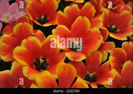 Orange with yellow edges Darwin Hybrid tulips (Tulipa) Confucius bloom in a garden in March Stock Photo