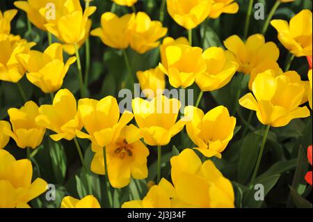 Yellow Darwin Hybrid tulips (Tulipa) Conqueror bloom in a garden in March Stock Photo