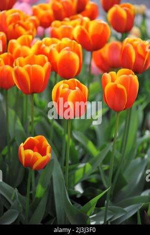 Orange with yellow edges Darwin Hybrid tulips (Tulipa) Dafeng bloom in a garden in March Stock Photo