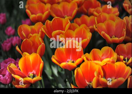 Orange with yellow edges Darwin Hybrid tulips (Tulipa) Dafeng bloom in a garden in March Stock Photo