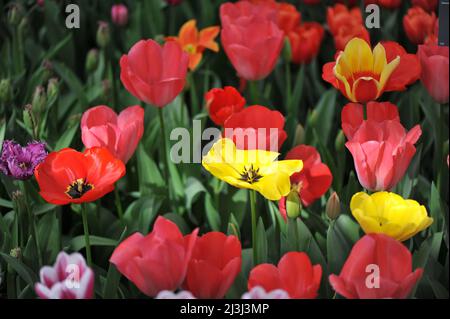 Red, orange, yellow and white mixture of Darwin Hybrid tulips (Tulipa) Darwin Mix bloom in a garden in March Stock Photo