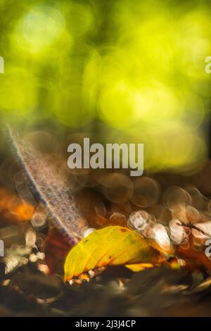 fallen leaf on the forest floor, nature in detail, abstract circular bokeh