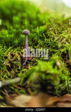 Mushrooms in autumn in a forest, abstract circular bokeh, purple lacquer funnel (Laccaria amethystina) Stock Photo