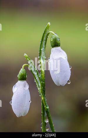 Snowdrop (Galanthus nivalis), close-up, dewdrops Stock Photo