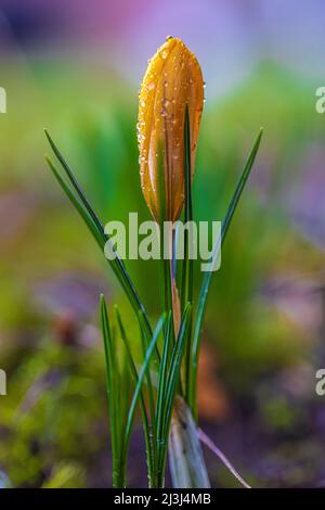 Spring flowers, crocuses (Crocus) Stock Photo