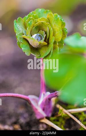 Leaves of double columbine, Aquilegia vulgaris, water drop, close up Stock Photo