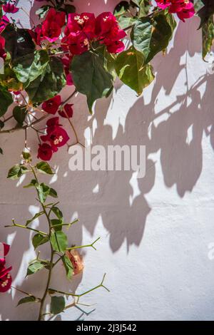 Detail of red bougainvillea in front of white house wall on the island of Mallorca, Spain Stock Photo