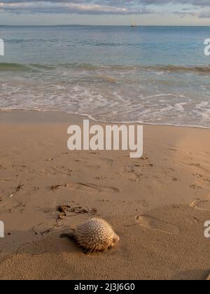 Dead puffer fish on the shore of a beach with clear sand, foam and blue sea at sunset. Stock Photo