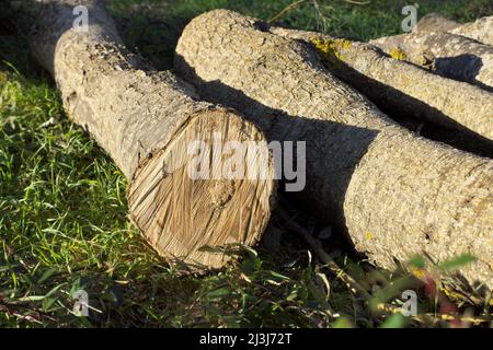 round firewood recently sawn close-up in Etna Park, Sicily Stock Photo