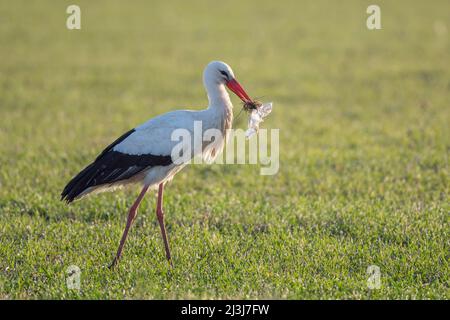 White stork (Ciconia ciconia) with plastic waste as nesting material, Hesse, Germany Stock Photo