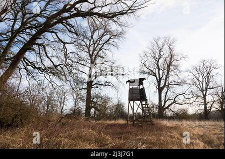 Old raised hide at the edge of the forest, Hesse, Germany, Europe Stock Photo