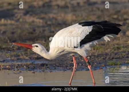 White stork drinking in a pond (Ciconia ciconia), Hesse, Germany Stock Photo