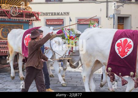Ox cart, Explosion of the Cart festival, Florence, Tuscany, Italy, Europe