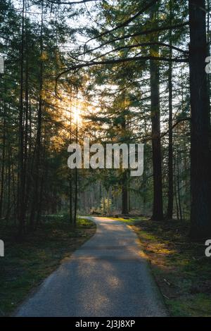 Path in forest Stock Photo