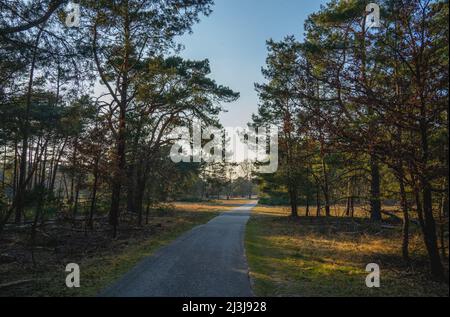 path in a Dutch forest Stock Photo