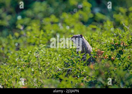 Uinta Ground Squirrel, Spermophilus armatus, calling outside its burrow in Yellowstone National Park, USA Stock Photo