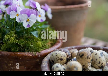Clay pots with horned violets (Viola cornuta) and quail eggs, natural decoration Stock Photo