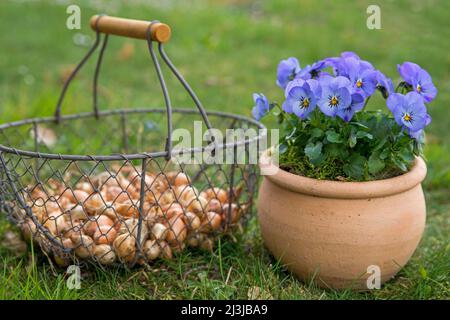 Pot with blue horned violets (Viola cornuta) and basket with plug onions Stock Photo