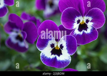 Horned violet (Viola cornuta), flowers in purple and white Stock Photo