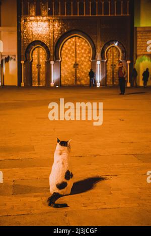 Dar al-Makhzen, Royal Palace, Palace building, Cat, Place des Alaouites, City, Fez, Maghreb, Morocco, Africa Stock Photo