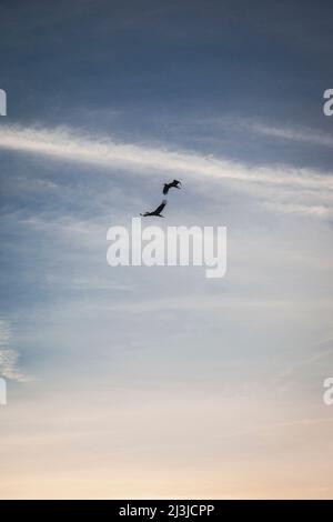 two storks flying in the sky, Maghreb, Morocco, Africa Stock Photo