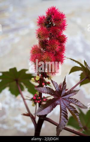 Detail of a flower of the castor tree, Ricinus communis Stock Photo
