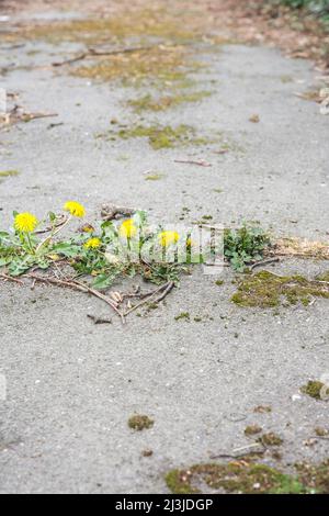 Dandelion in bloom on an asphalt road in Germany Stock Photo