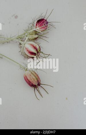 Seed pods of the maiden in the green, Nigella damascena Stock Photo