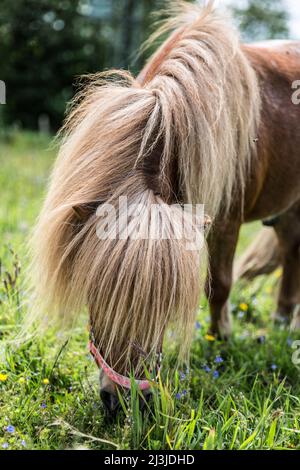 Fox colored pony grazing on flower meadow in Germany Stock Photo