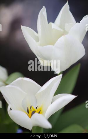 Tulipa gesneriana, or garden tulip in bloom in spring UK Stock Photo