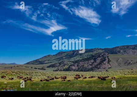 Bison herd on the north side of Yellowstone National Park, USA Stock Photo